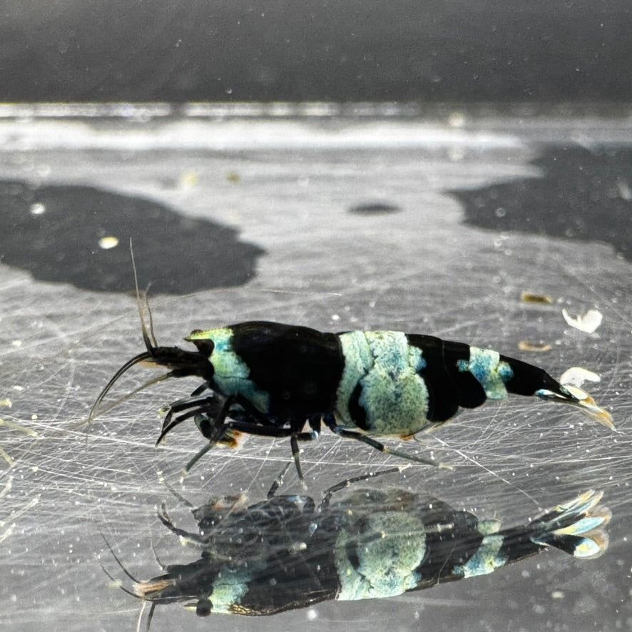 Close up blue shadow panda pregnant female king kong freshwater shrimp caradina