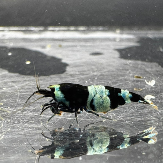 Close up blue shadow panda pregnant female king kong freshwater shrimp caradina
