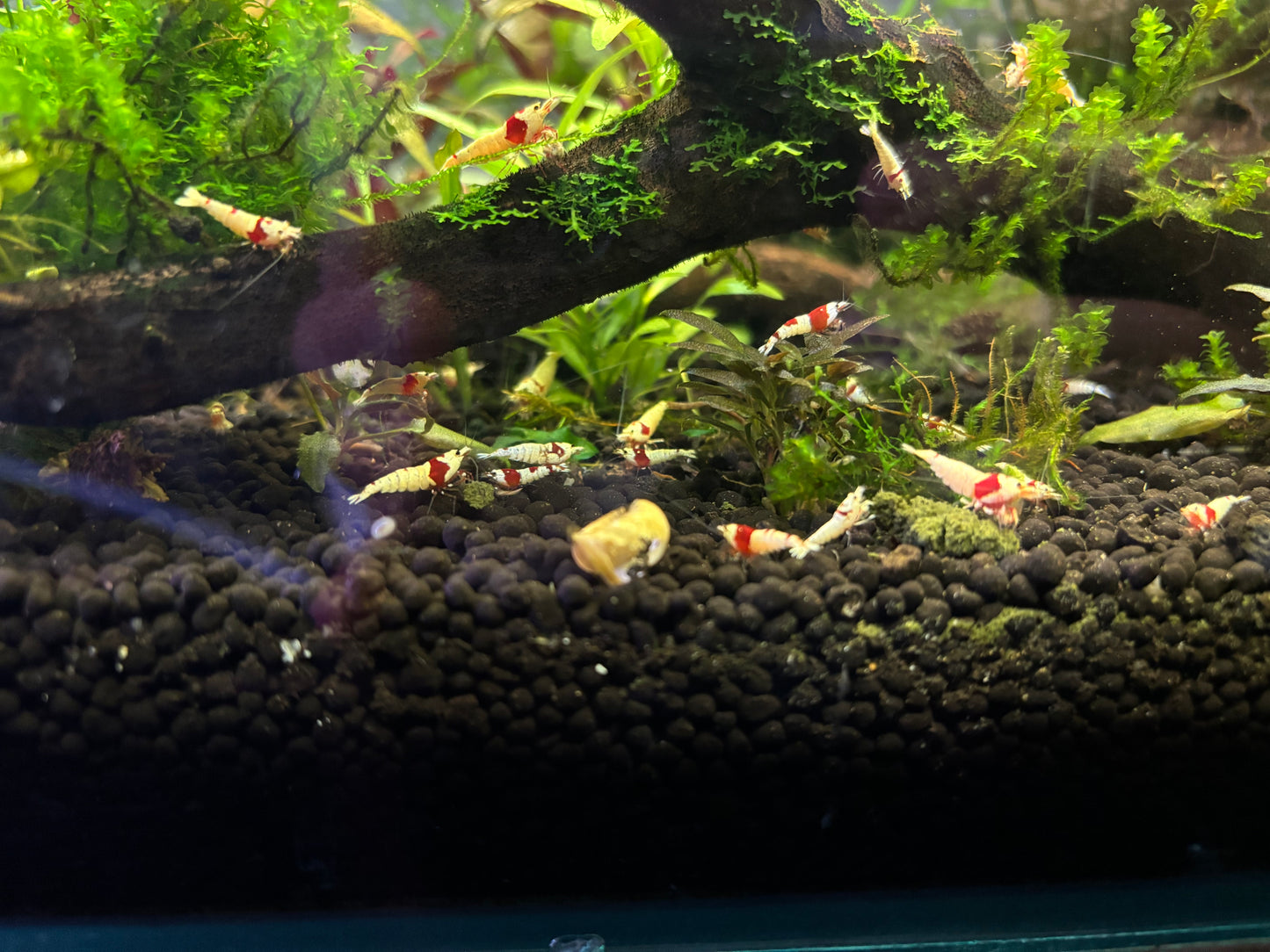 Crystal Red PRL Caridina Shrimp colony on wood