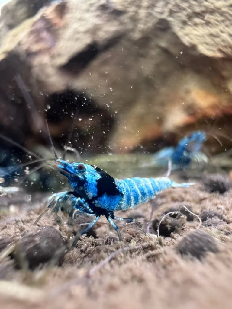 High-contrast Shadow Mosura shrimp with white body and dark mask-like pattern