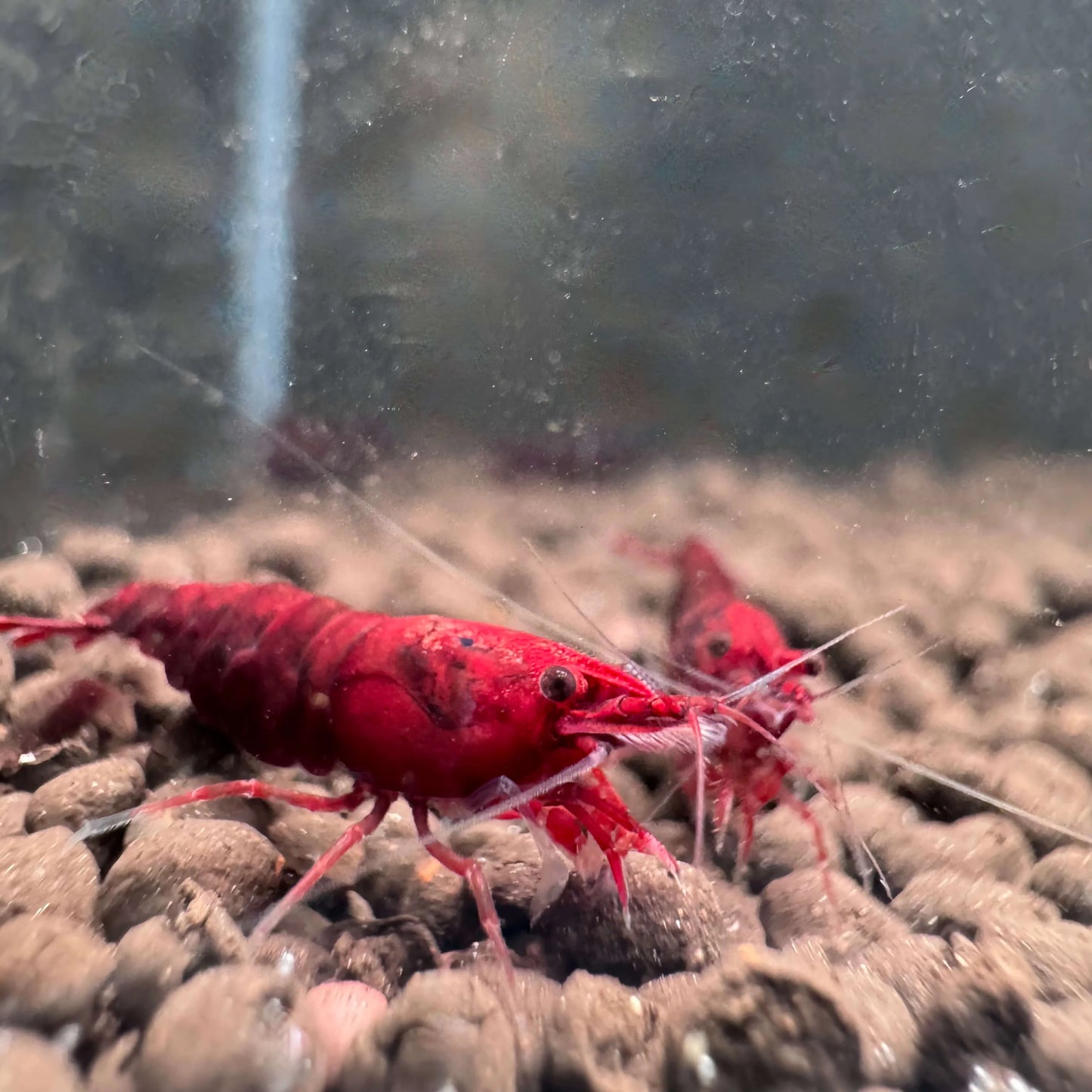 Dark Bloody Mary Neocaridina Shrimp – Solid Red Flesh Freshwater Shrimp