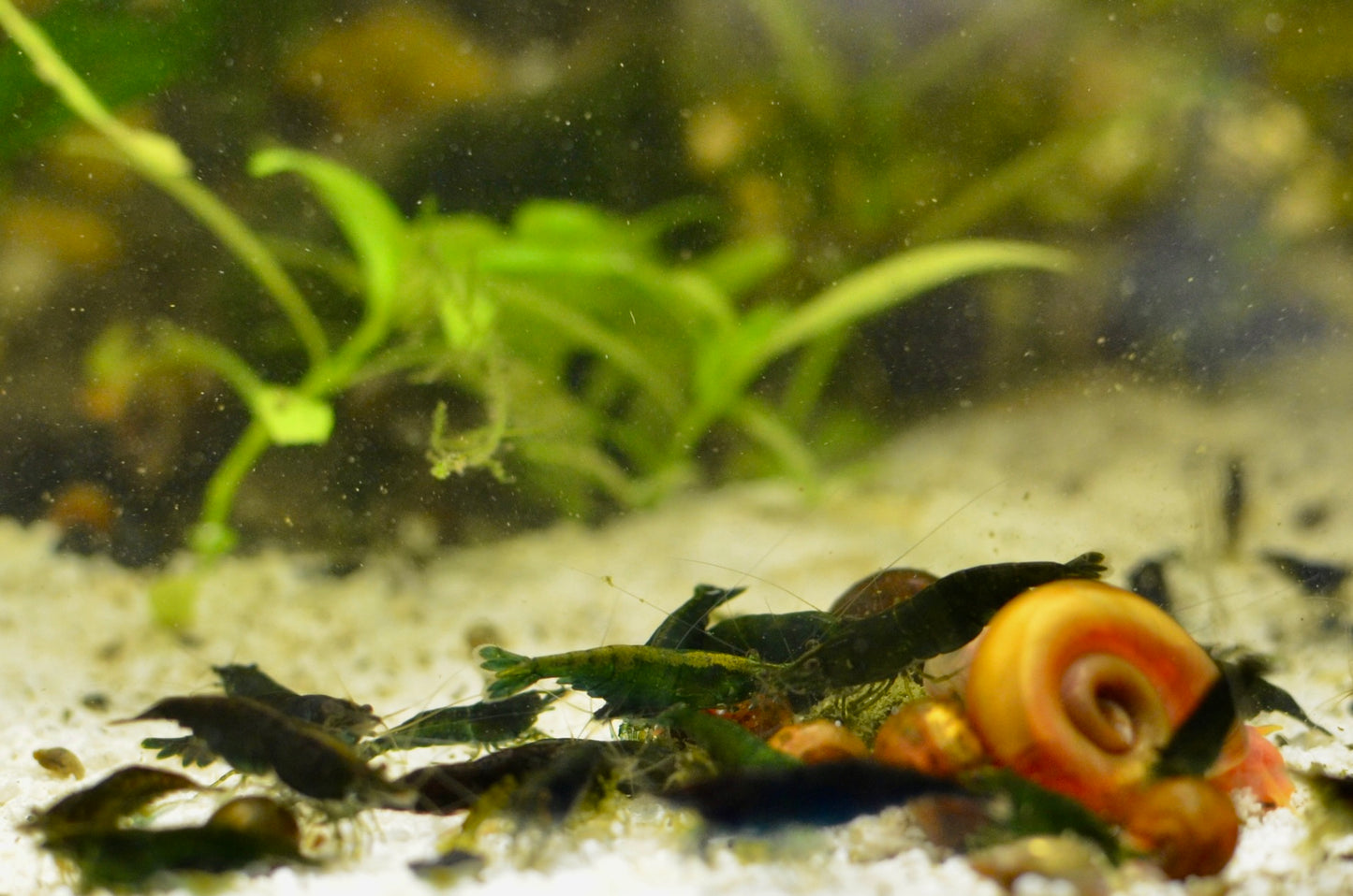 Green Jade Neocaridina Shrimp