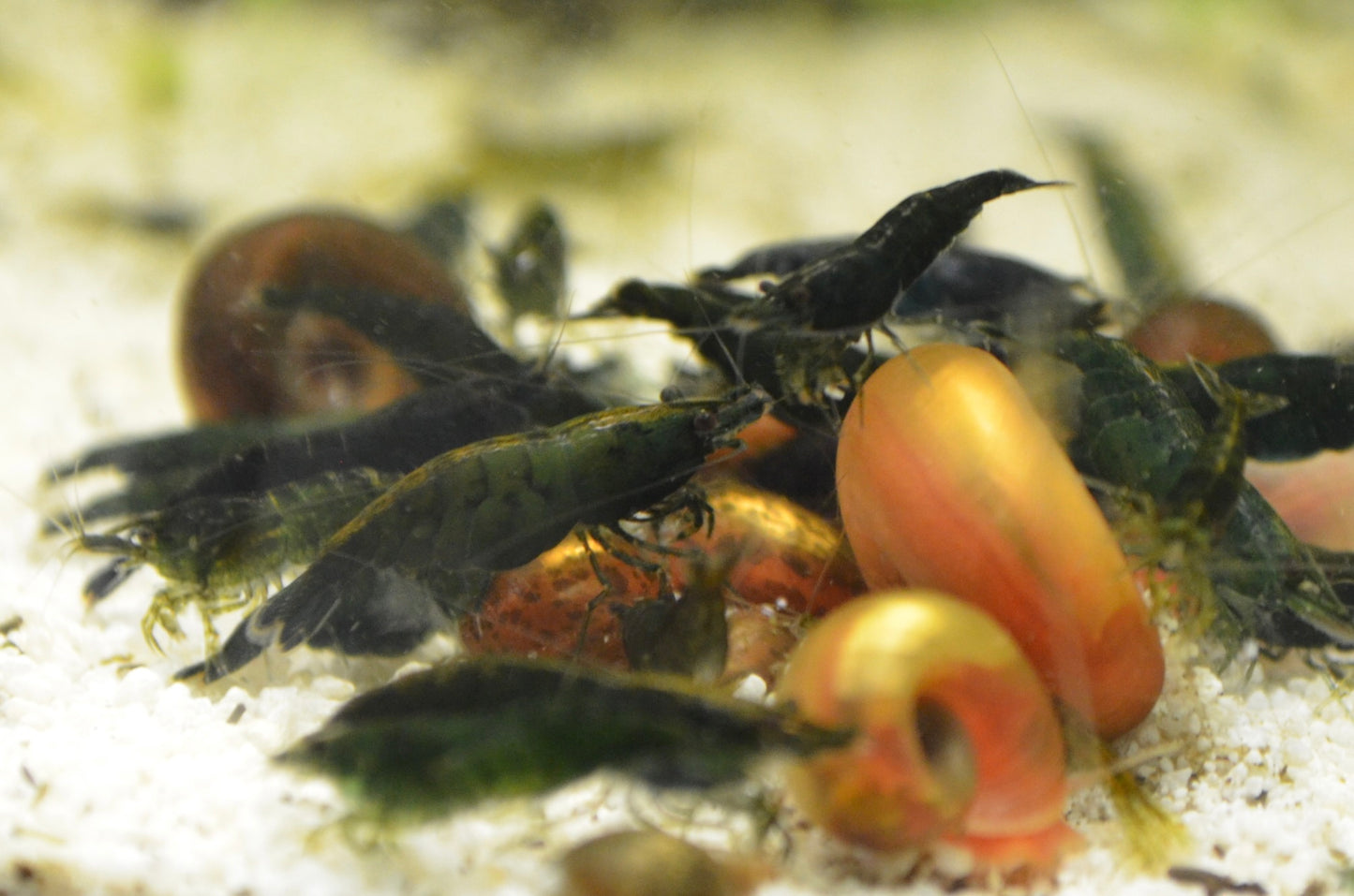Green Jade Neocaridina Shrimp