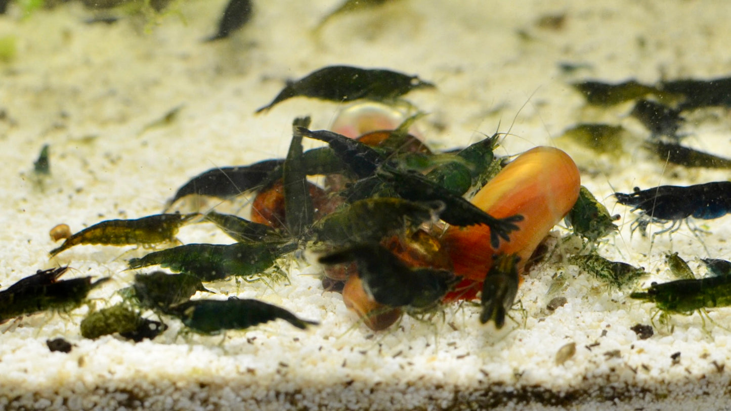 Green Jade Neocaridina Shrimp