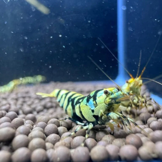 Black fancy tiger close up