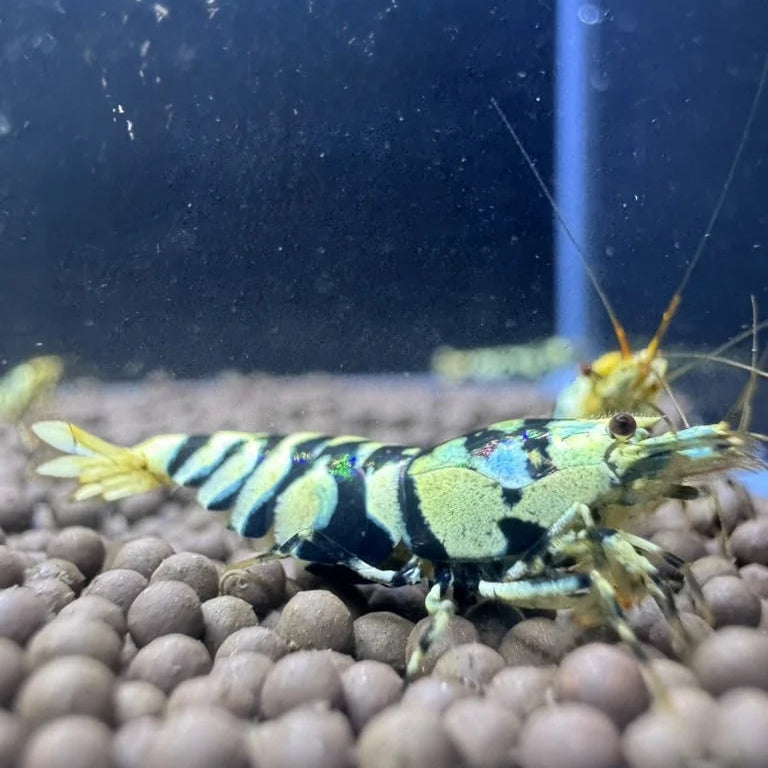 Black Fancy Tiger female