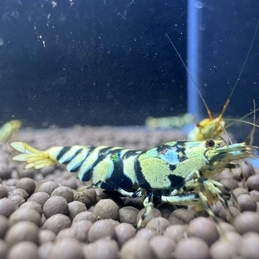 Black Fancy Tiger female