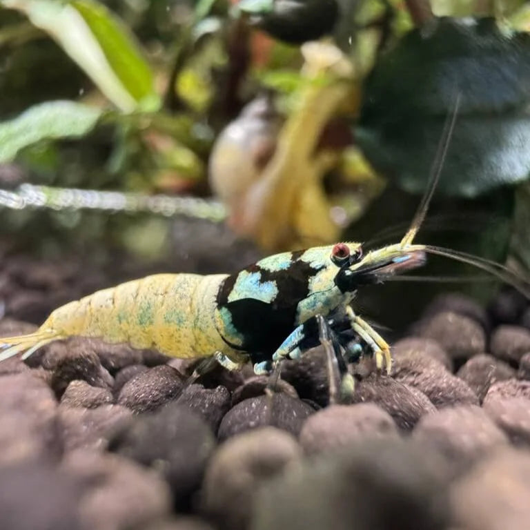 German spotted head pinto with blue color