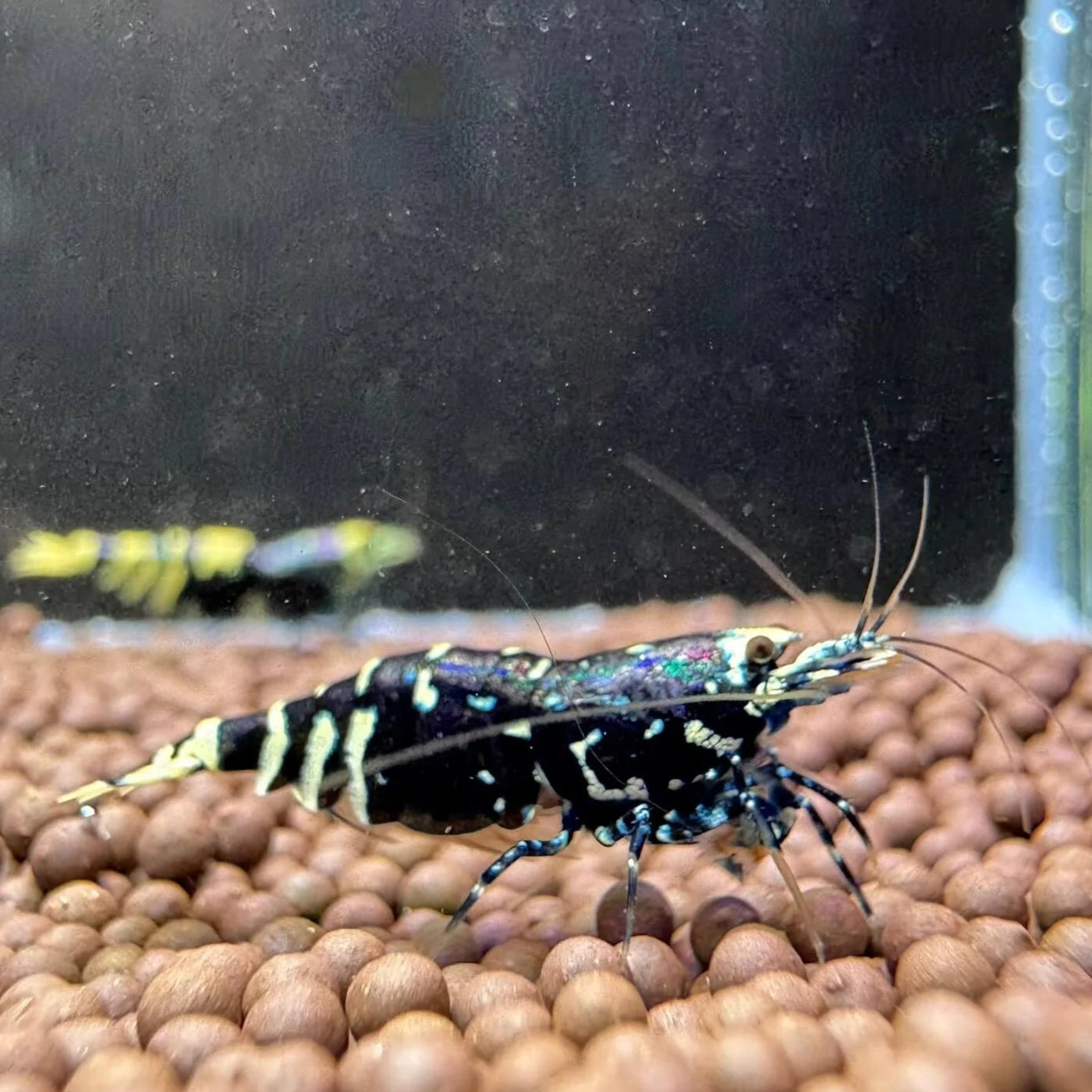 Selective-bred Nanacy Caridina shrimp with vibrant purple sheen