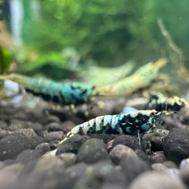Detailed view of Boa Caridina shrimp highlighting cheek spots and cape