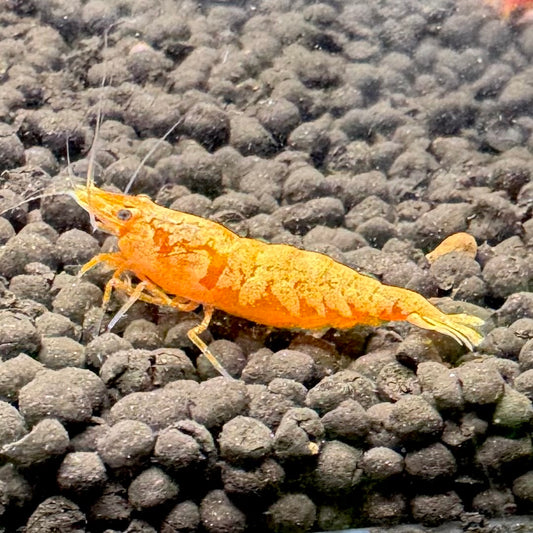 24K Sunkist Orange Neocaridina Shrimp: High Grade SSS