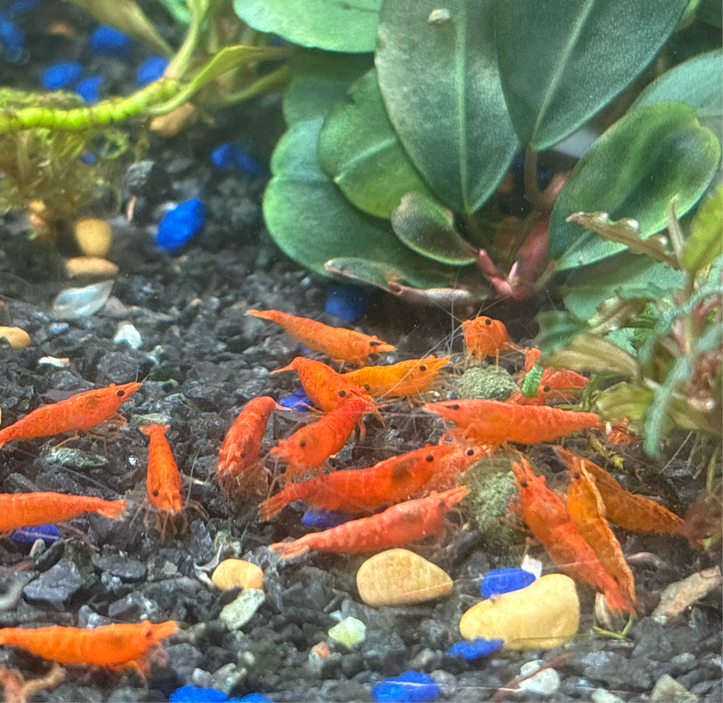Blood Orange Neocaridina Shrimp: Vibrant Freshwater Aquarium Invertebrates
