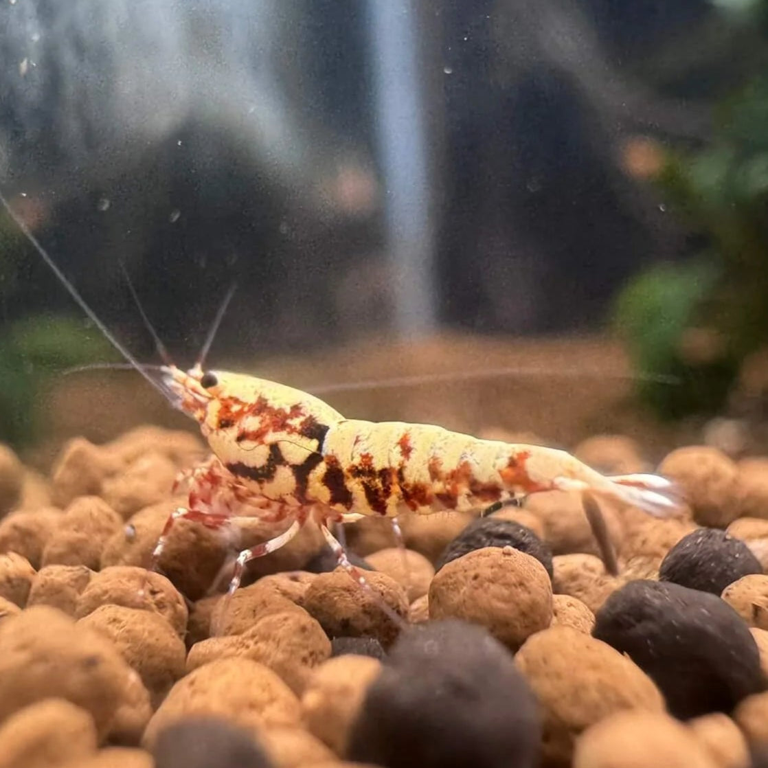 Healthy Red Boa Caridina shrimp displaying bold red and pinto patterning