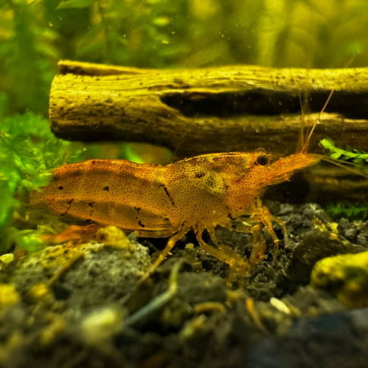 Tangerine tiger in neoaridina parameters