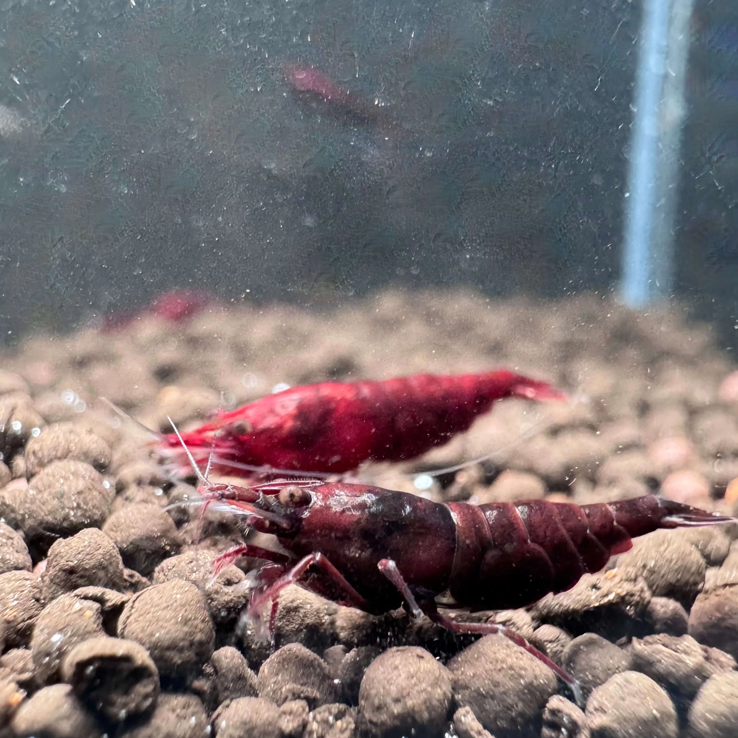 Dark Bloody Mary Neocaridina Shrimp – Solid Red Flesh Freshwater Shrimp