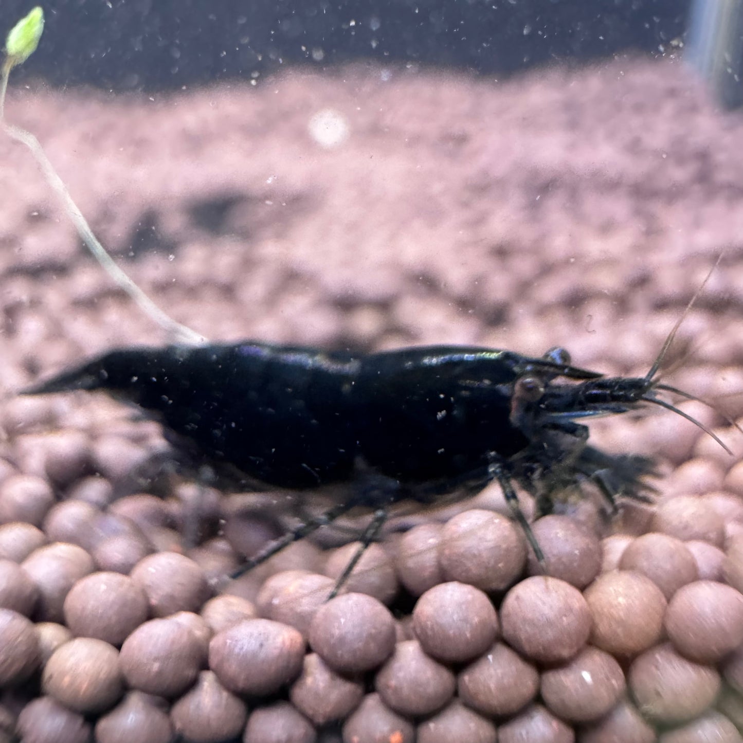 Black Rose Neocaridina Shrimp