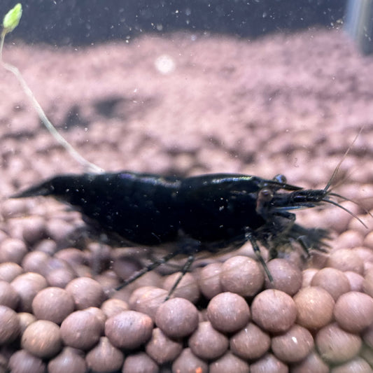 Black Rose Neocaridina Shrimp