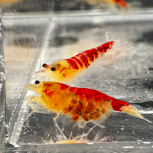 Golden Red Calceo freshwater caridina shrimp pregnant