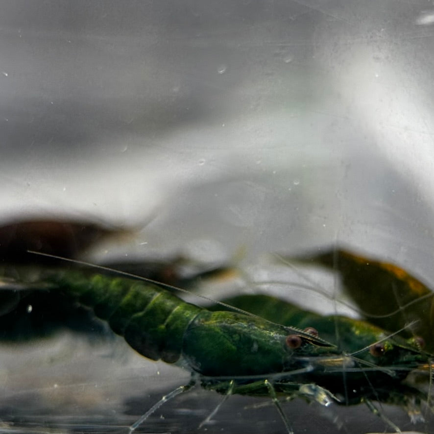Green Jade Neocaridina Freshwater shrimp