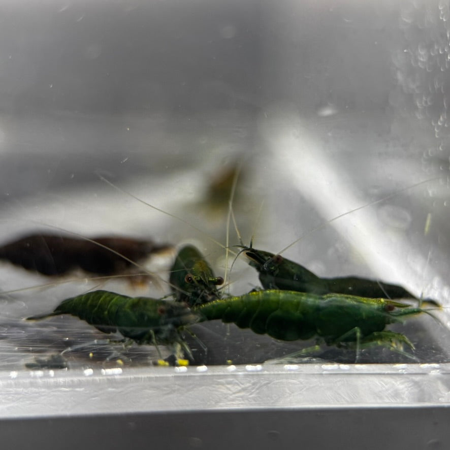 Green Jade Neocaridina Freshwater shrimp group
