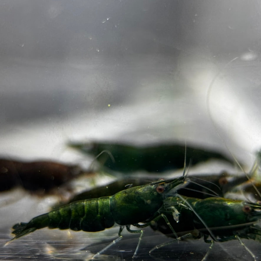 Green Jade Neocaridina Freshwater shrimp trio
