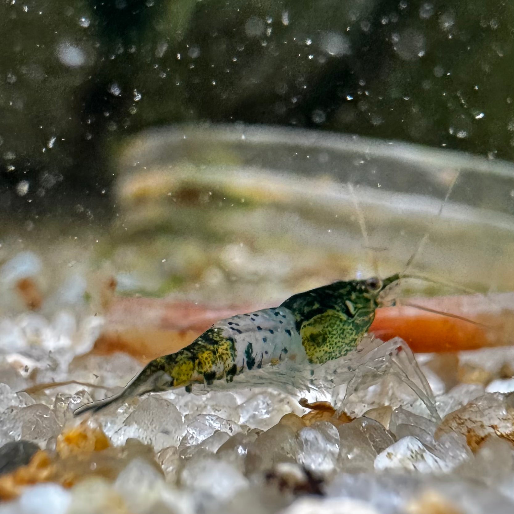 Green Rili Neocaridina freshwater aquarium shrimp