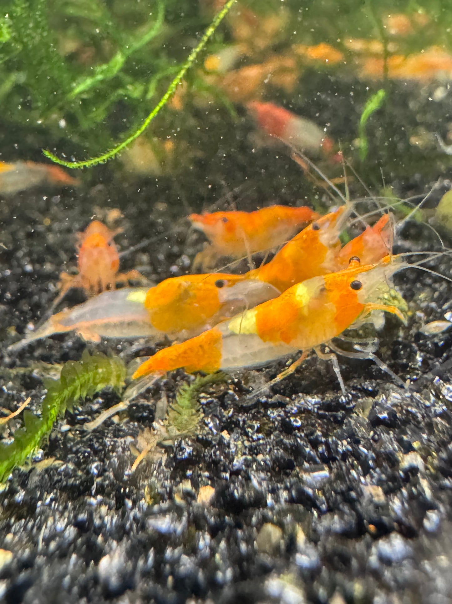 Orange Rili Neocaridina Shrimp