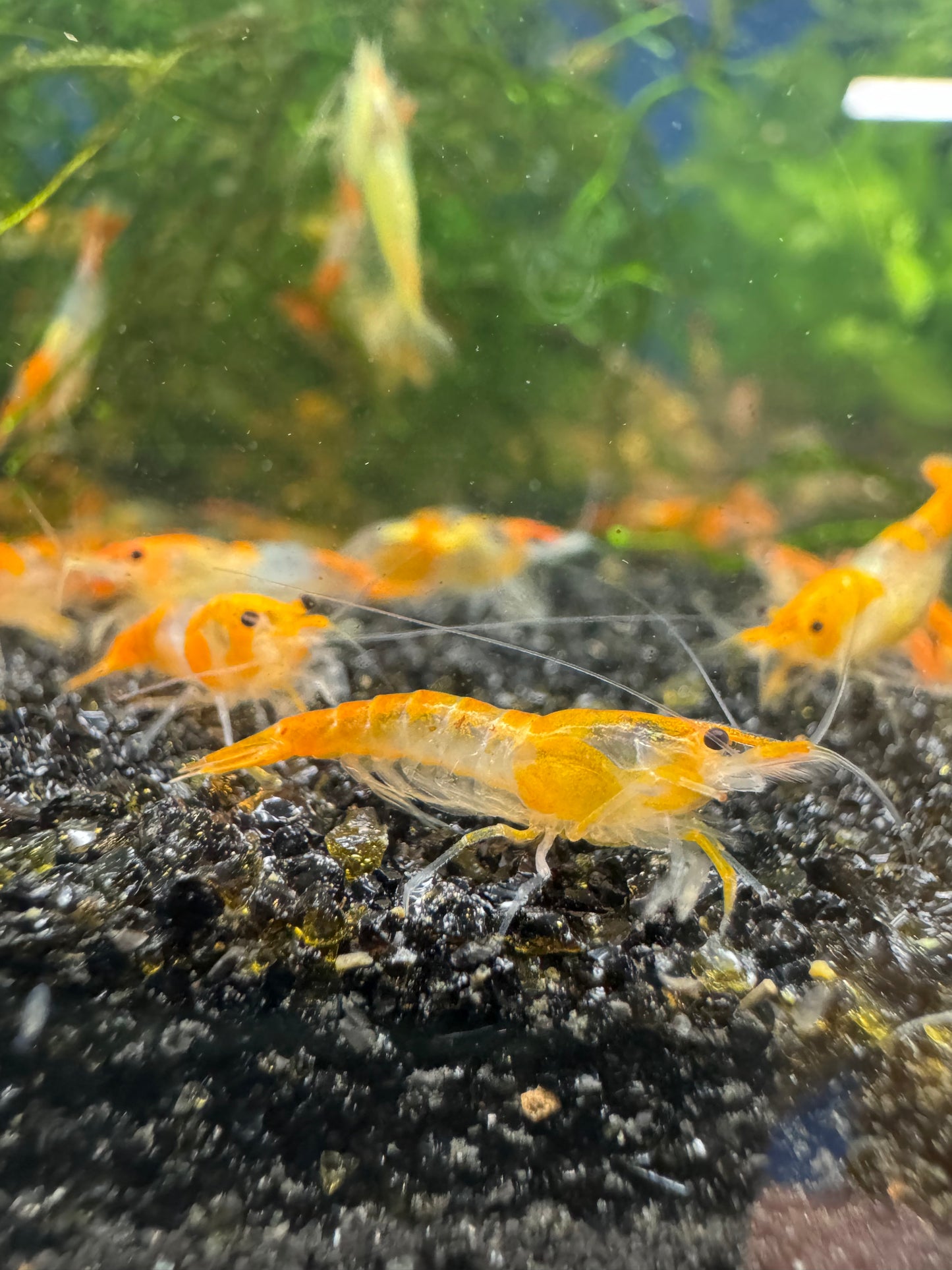 Orange Rili Neocaridina Shrimp