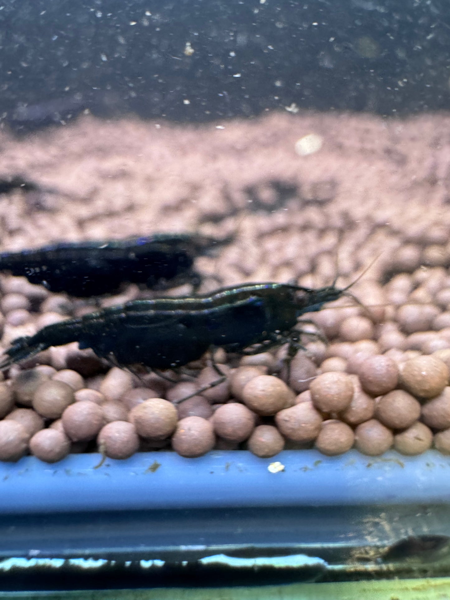 Black Rose Neocaridina Shrimp