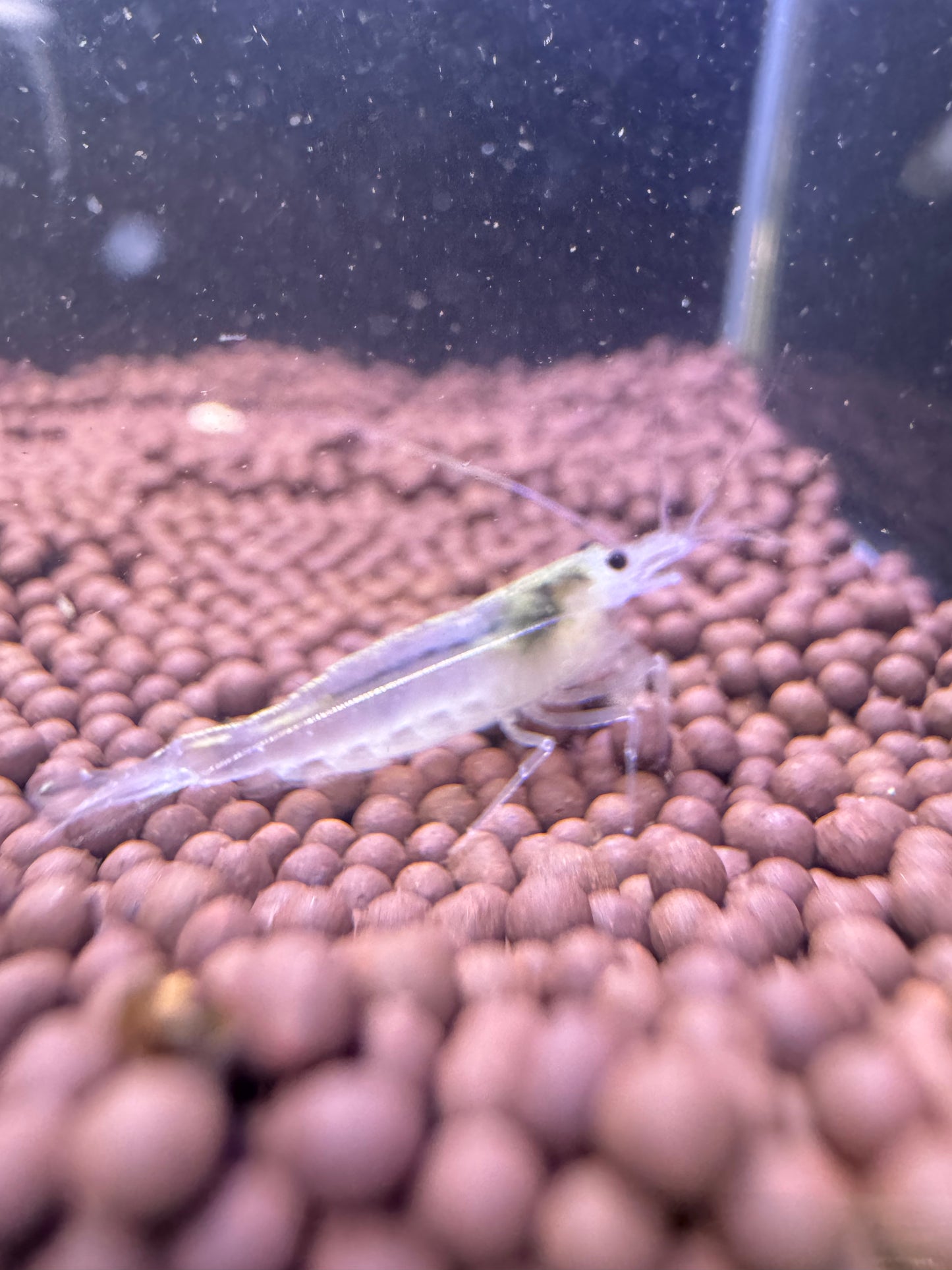 Snow White Amano shrimp