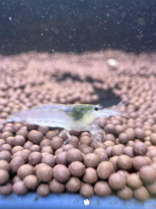 Snow White Amano shrimp