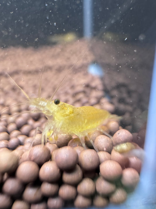 Lemon Yellow Amano shrimp