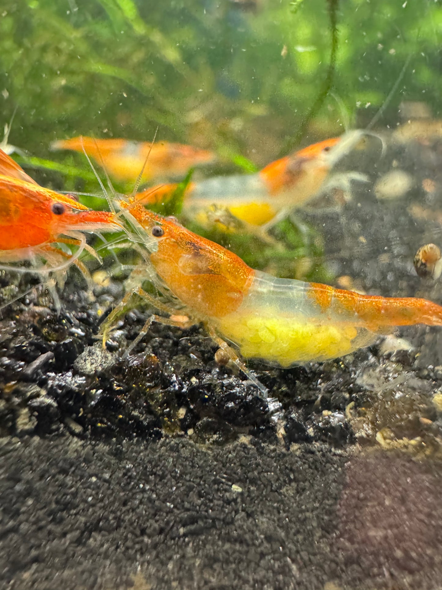 Orange Rili Neocaridina Shrimp