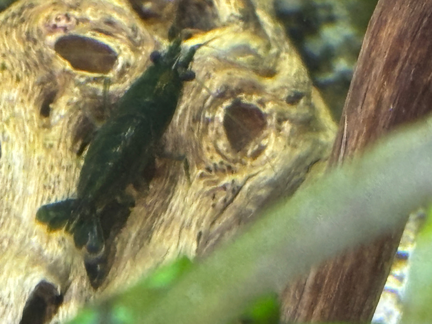 Green Jade Neocaridina Shrimp