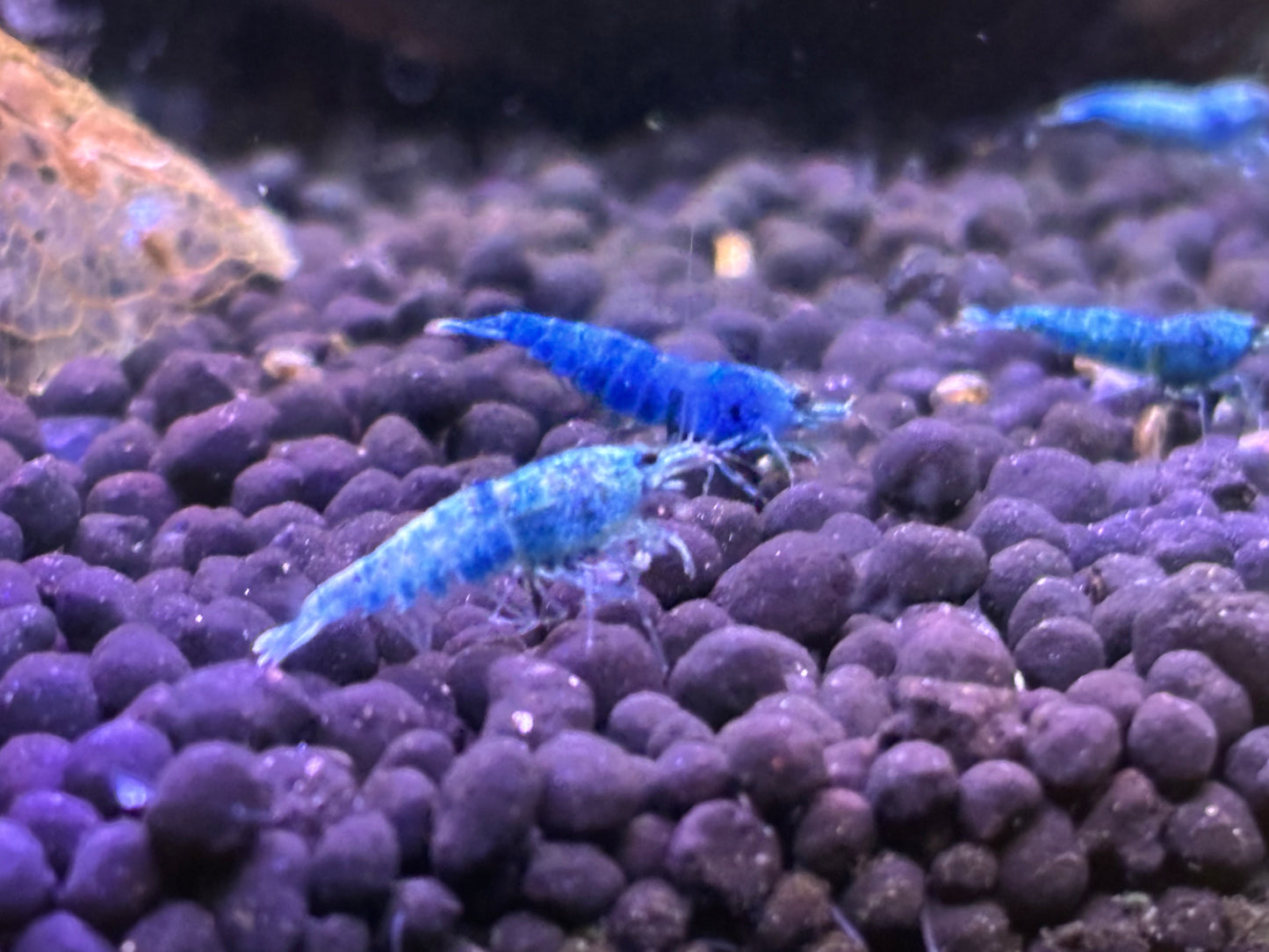 Bluebolt extreme Caridina Shrimp Trio