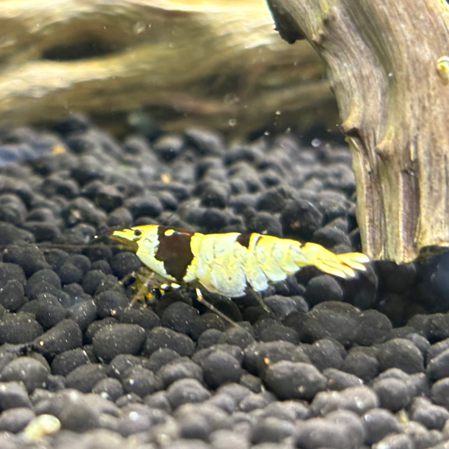 Crystal Black Caridina Shrimp PBL pregnant on black substrate
