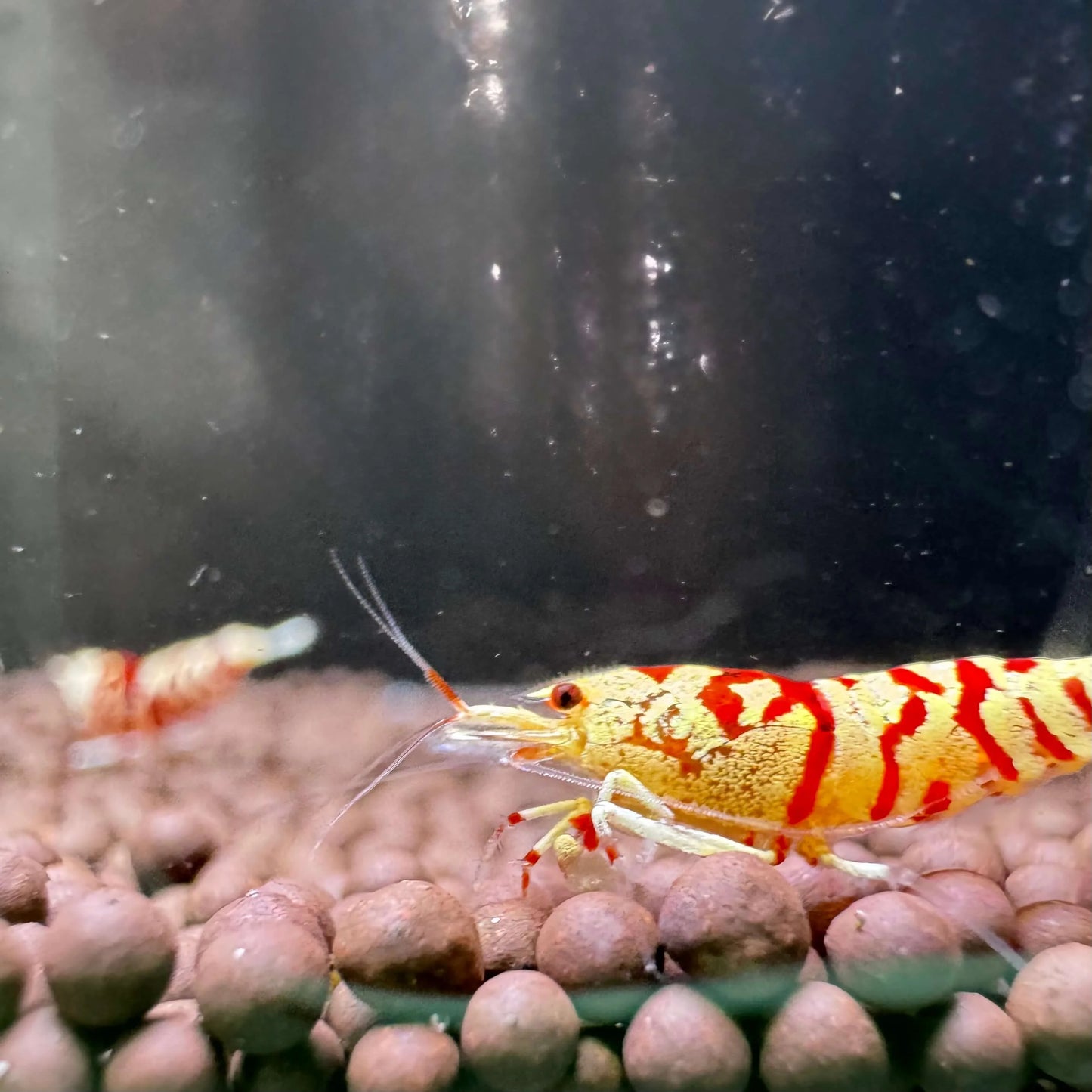 Red fancy tiger low grade