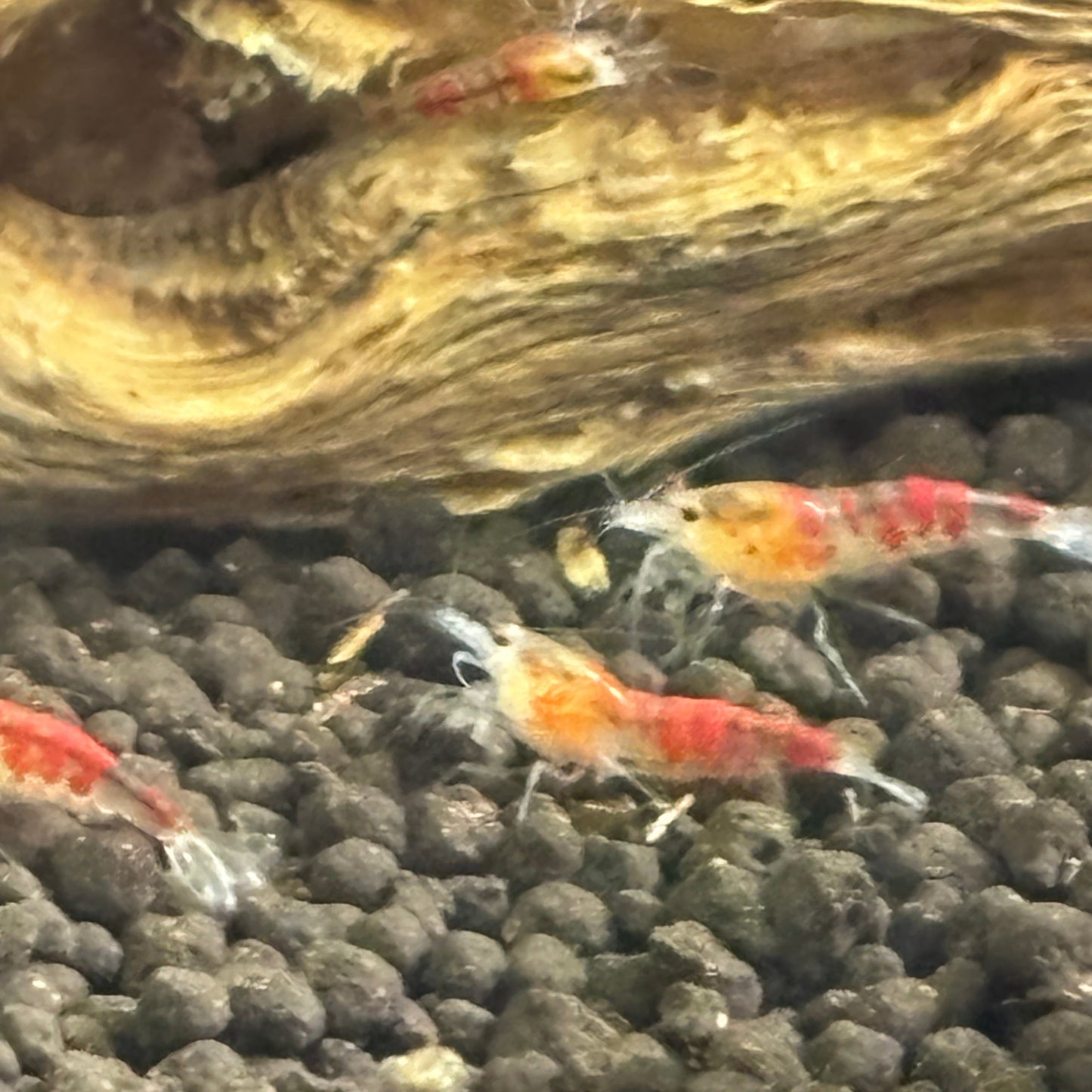 Golden (Red) Calceo Bee Caridina Shrimp