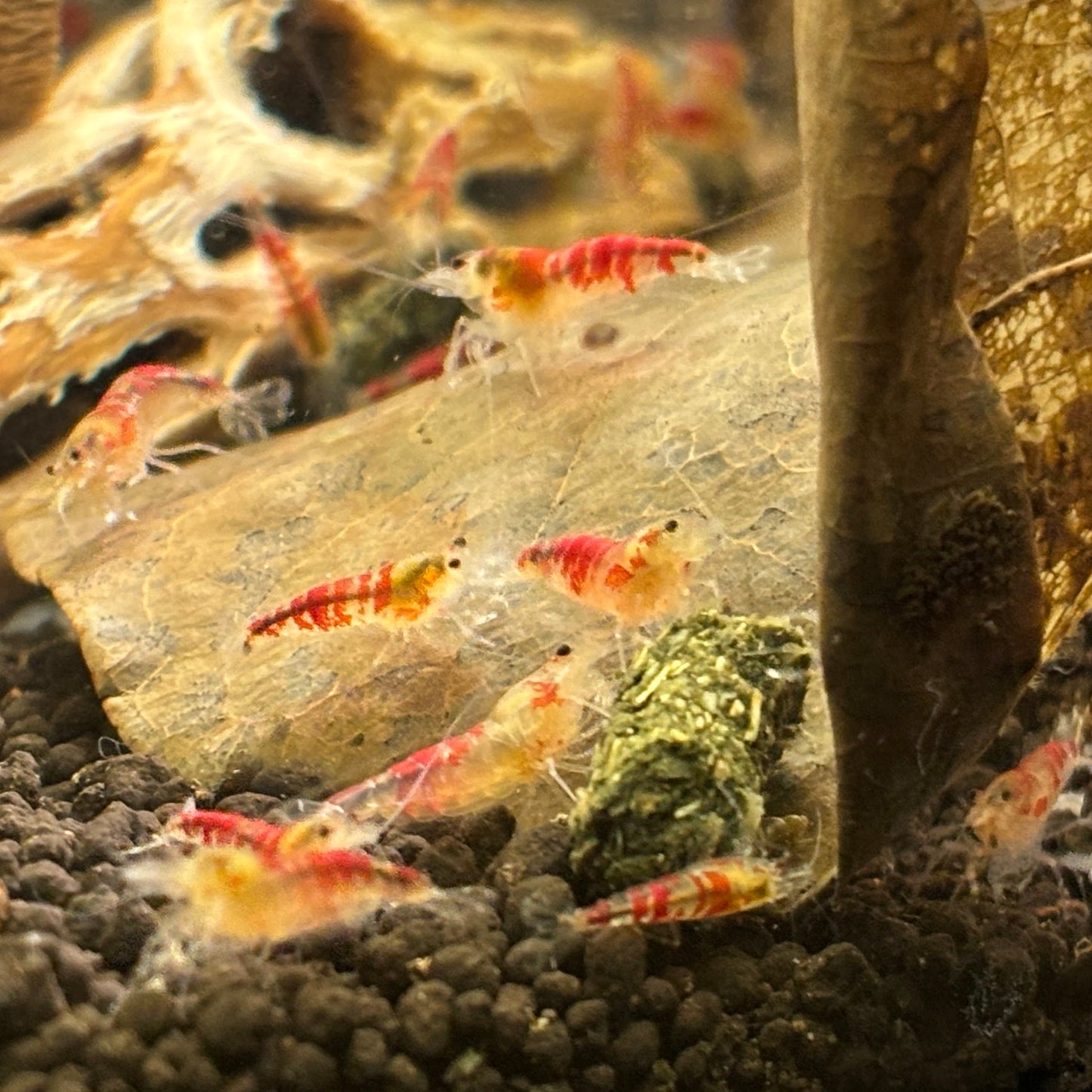 Golden calceo shrimp group
