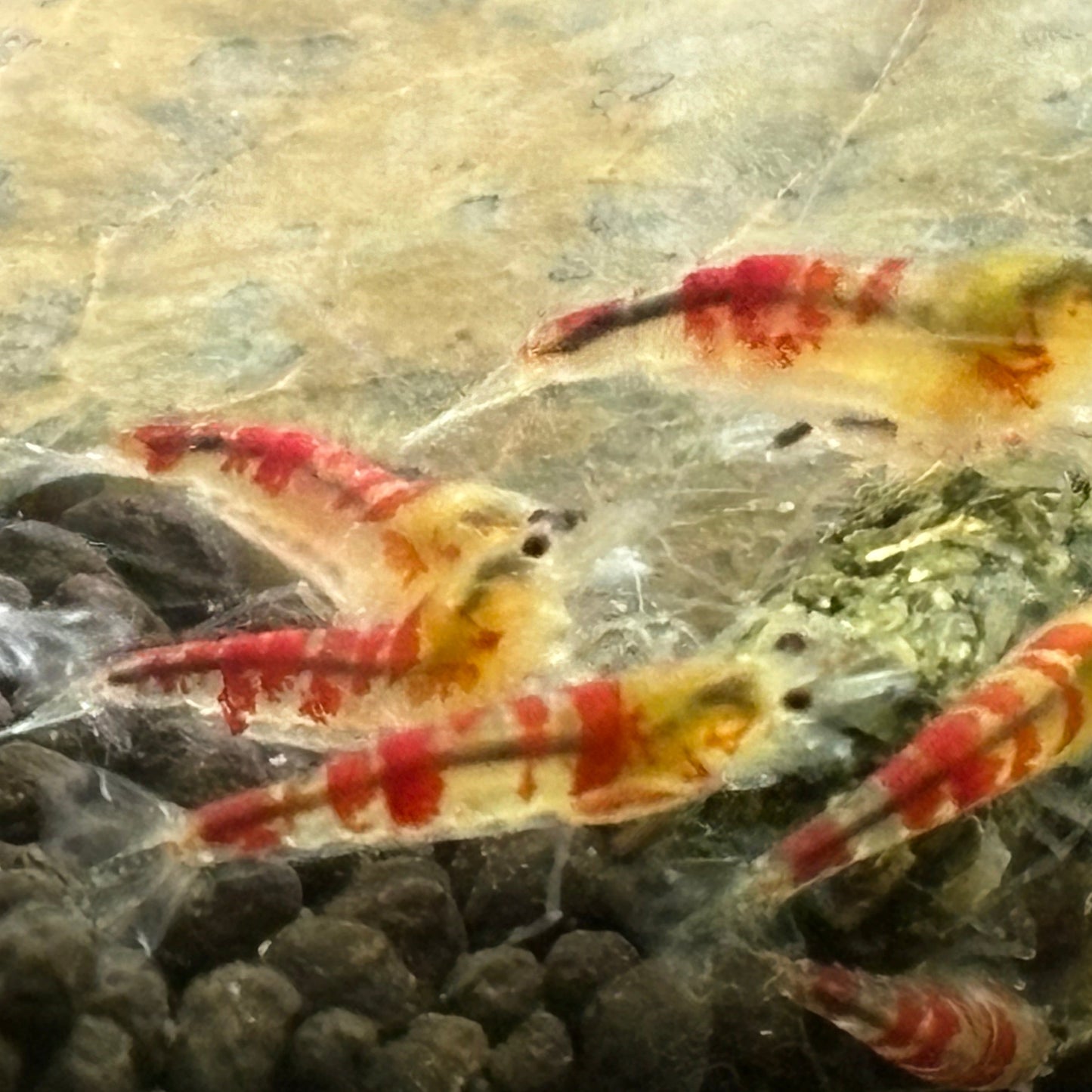 Gold Calceo group close up