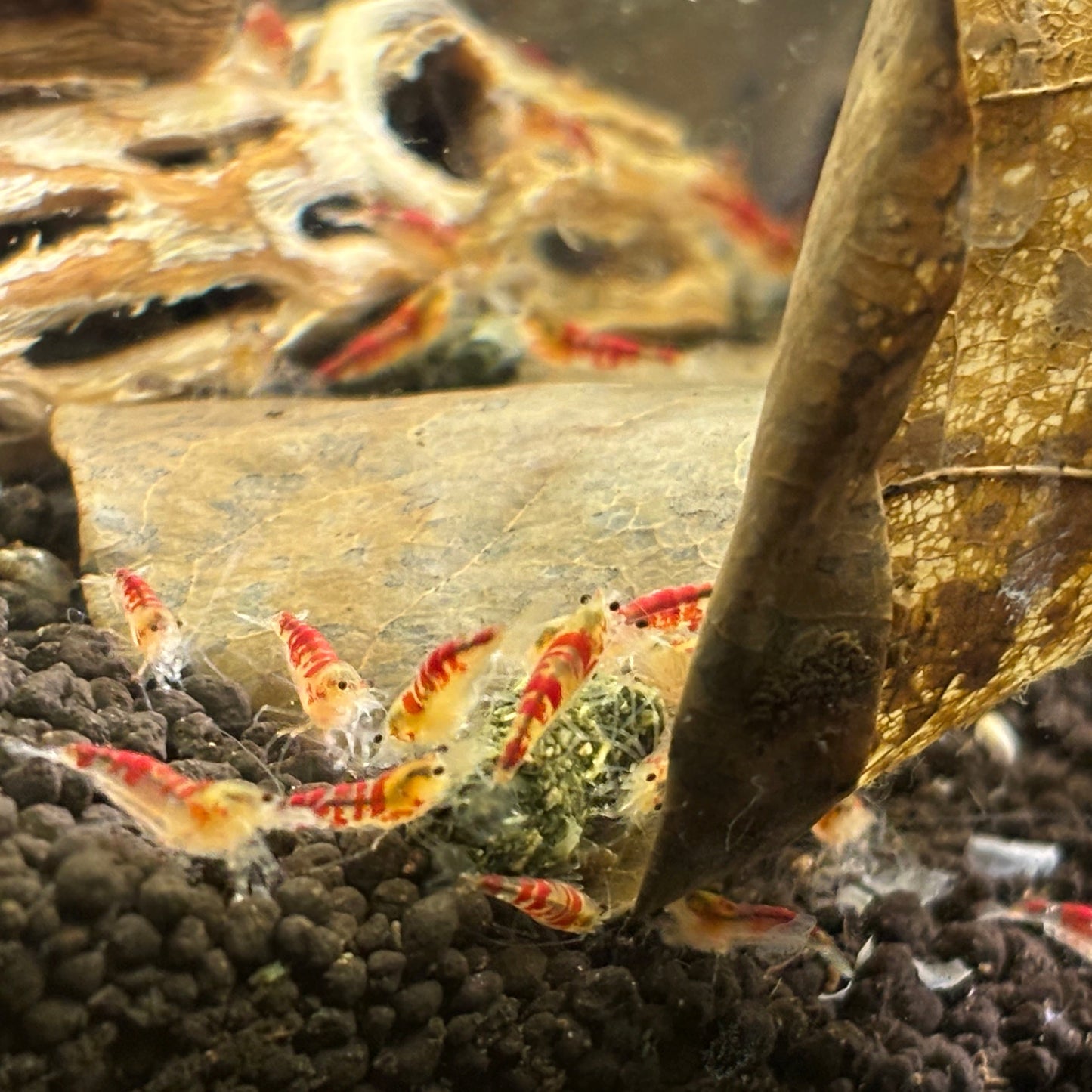 Golden (Red) Calceo Bee Caridina Shrimp