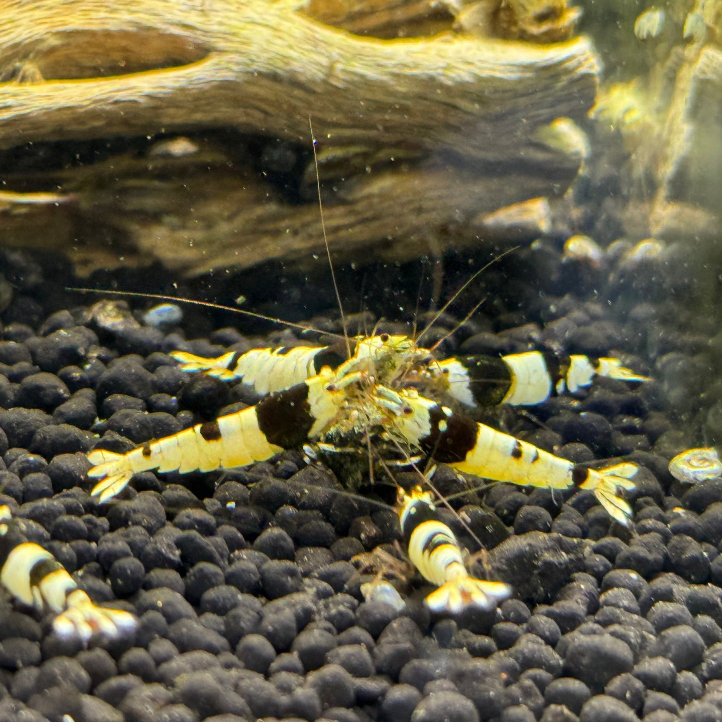 Crystal black shrimp PBL caridina group eating
