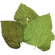 Mulberry Leaves