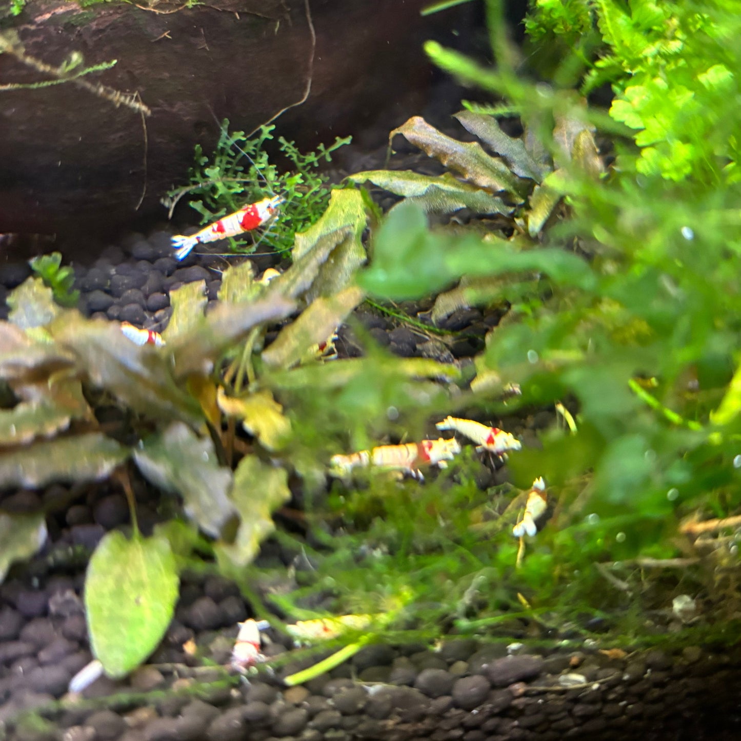 PRL caridina shrimp in planted tank