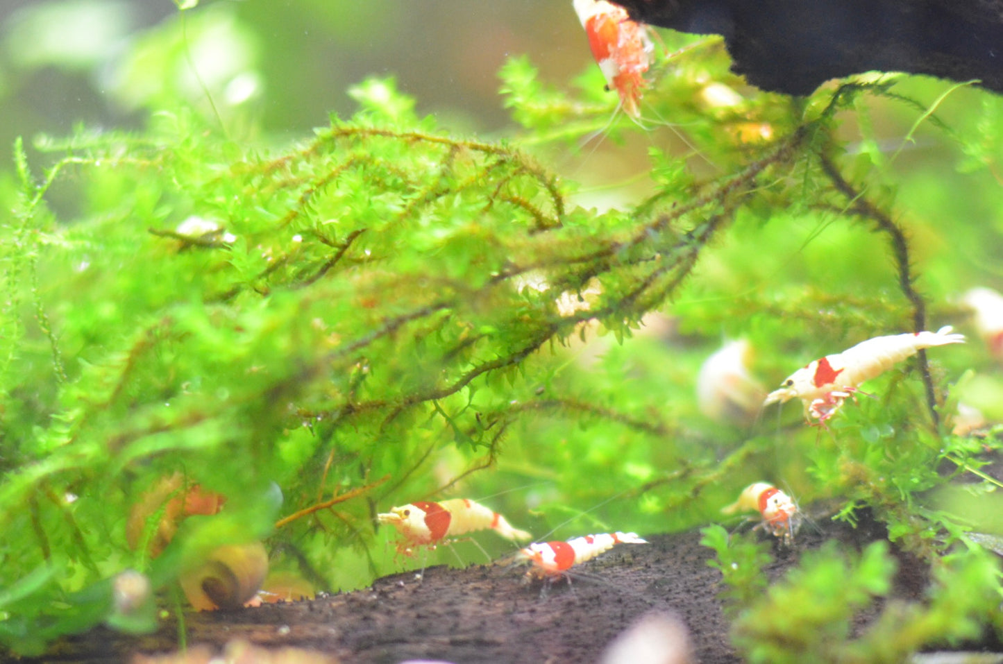PRL crystal red group