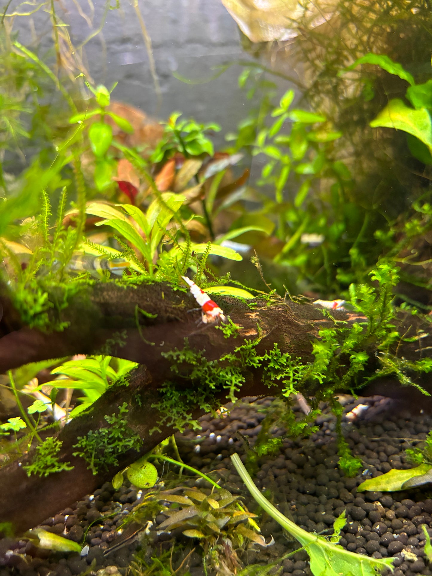 PRL in planted tank