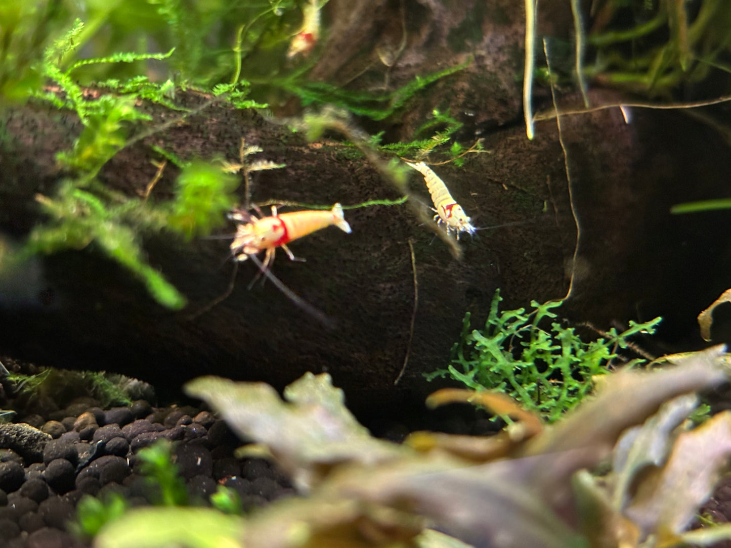 Crystal Red PRL Shrimp SS/SSS - High-Quality Caridina Shrimp for Sale