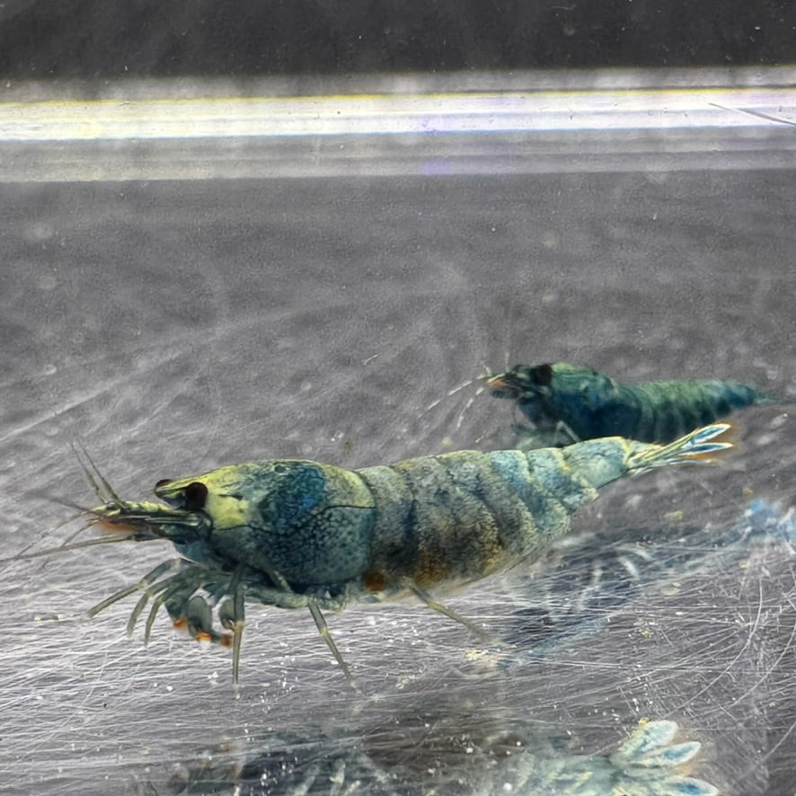Pregnant Extreme Blue Bolt Freshwater Caridina shrimp