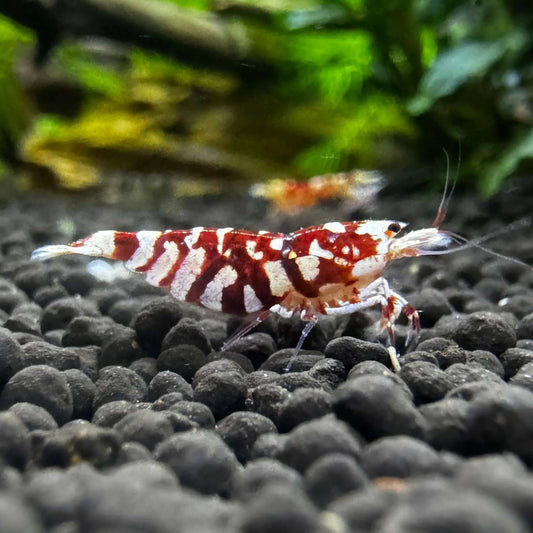 Red Fancy Tiger Caridina Shrimp