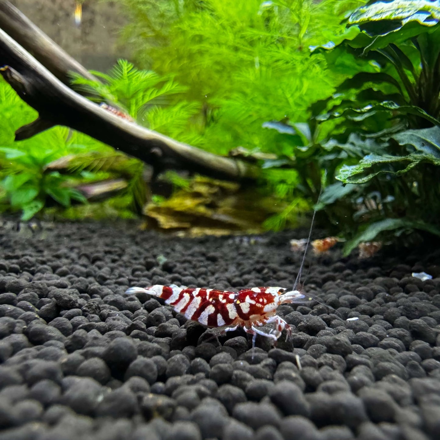 Red Fancy Tiger freshwater shrimp